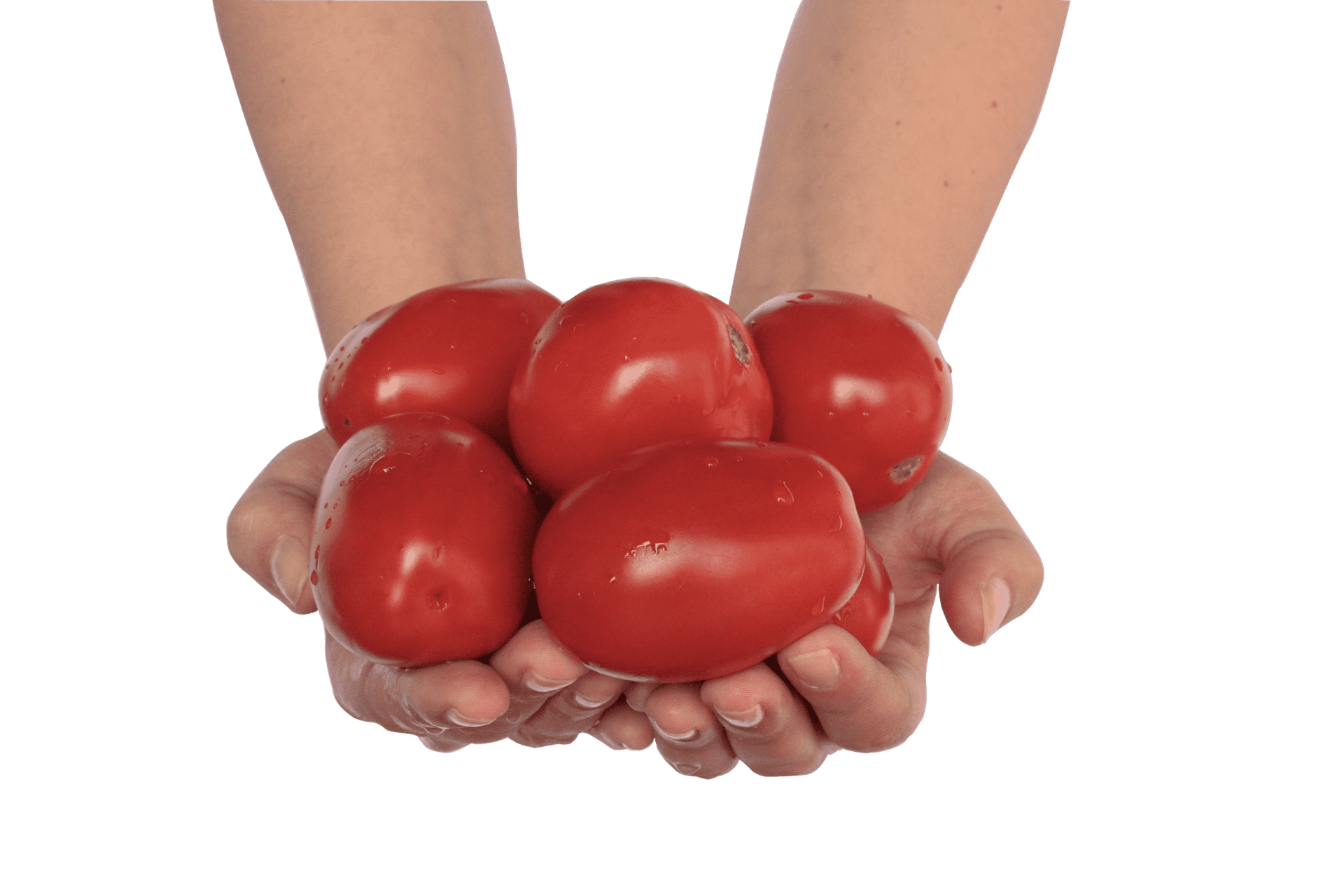 Pomodori freschi raccolti a mano